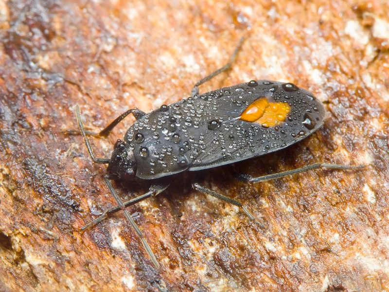 Aphanus rolandri (Linnaeus, 1758)
